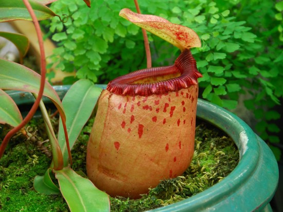 nepenthes_sibuyanensis