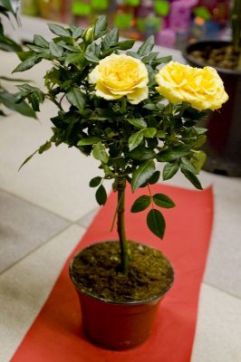 rose