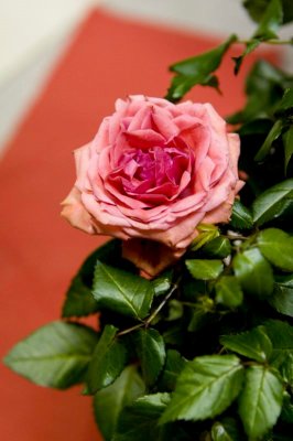 rose2