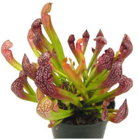 sarracenia_snakehead_L