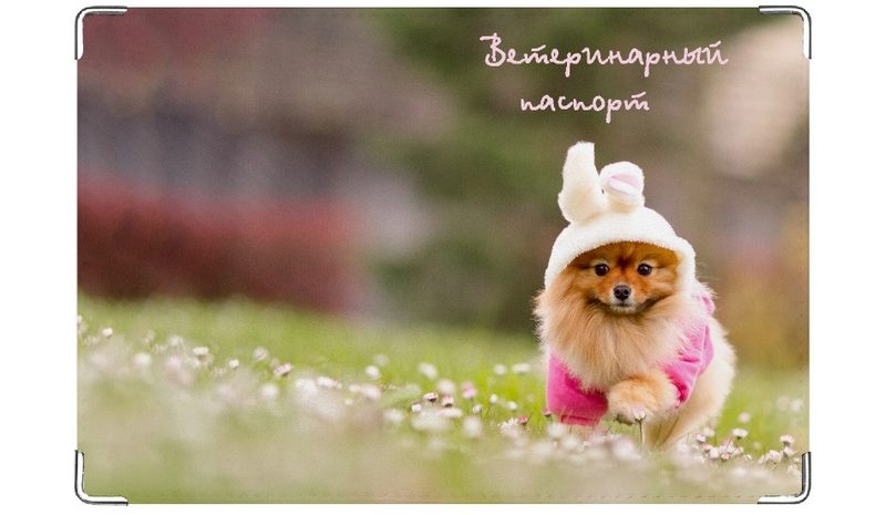 Обложка на ветеринарный паспорт Шпиц - фото