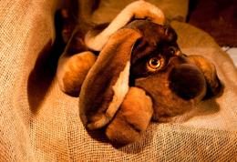 Спящая собака, цвет натуральный коричневый, средний размер - фото