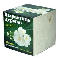 Набор для выращивания Жасмин кустарниковый - фото