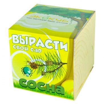Деревце ЧУДО В КУБЕ сосна - фото