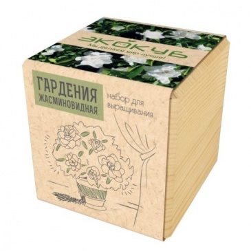 Деревце ЧУДО В КУБЕ гардения жасминовая - фото