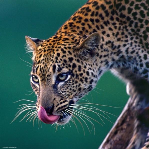 Пазл 1000 деталей Heye: Леопард (29421) -- Leopard - фото