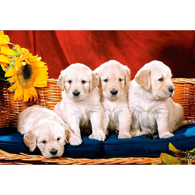 Пазл 1000 деталей Castorland: Щенки (C-101771) (Puppies With Sunflower) - фото