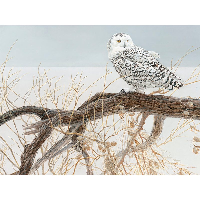 Пазл Cobble Hill 500 деталей: Белая сова на иве (52084) -- Fallen Willow Snowy Owl - Robert Bateman - фото
