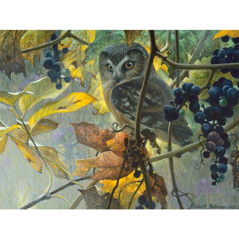 Пазл Cobble Hill 500 деталей: Сова и дикий виноград (52086) -- Saw-whet Owl and Wild Grapes - Robert Bateman - фото