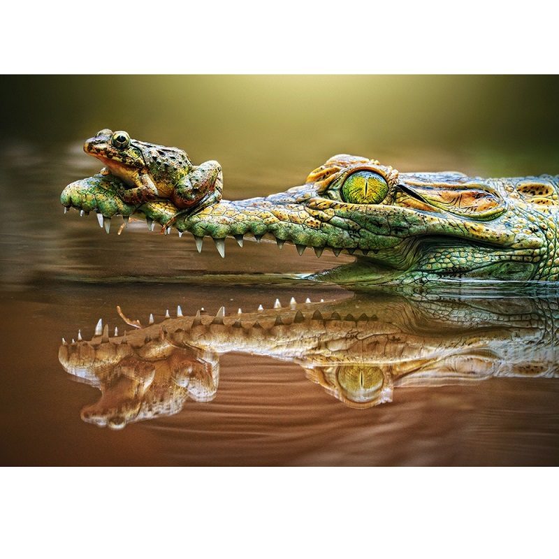Пазл Castorland 500 деталей: Крокодил  (B-52318) - фото