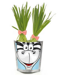 happy-plant