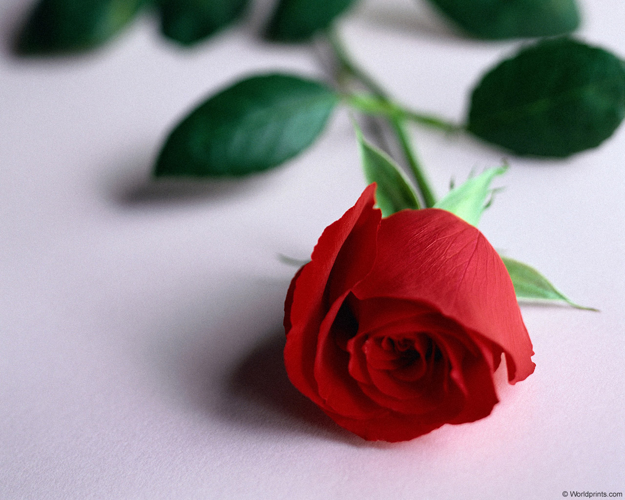 Открытки бесплатные без слов. Открытки с розами. Цветы для любимой женщины. Цветочки для девушки. Красные розы.