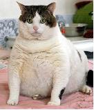 любимый кот