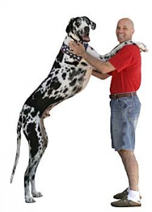 10-15-tallest-dog