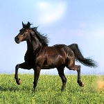 loshadina4150
