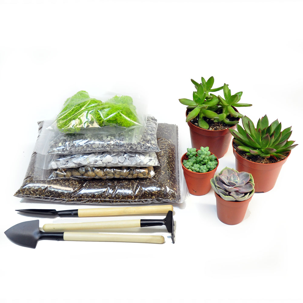 Набор Для Создания Флорариума Купить В Москве