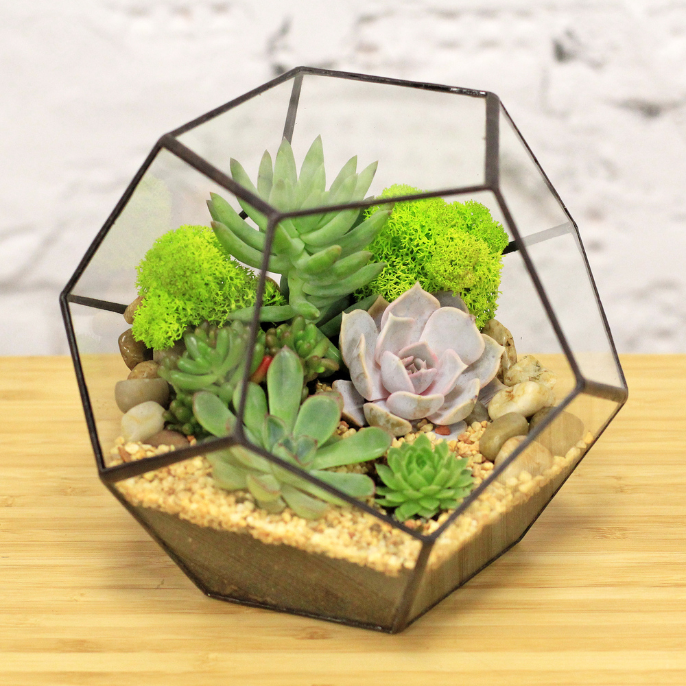 Набор Для Создания Флорариума Купить В Москве