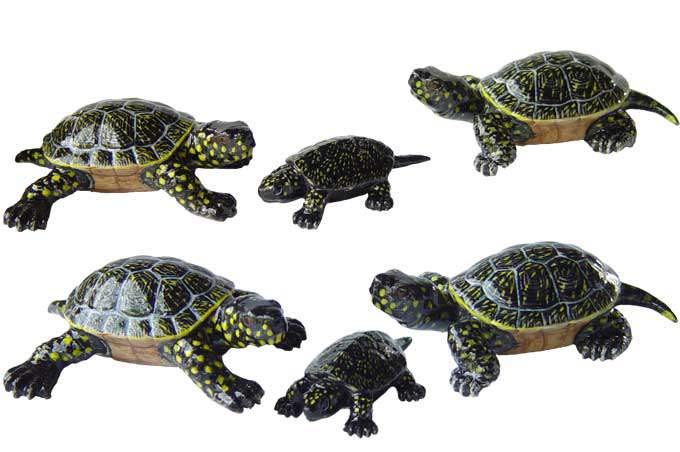 Цена черепах в зоомагазинах. Китайская трёхкилевая черепашка. Черепахи в зоомагазине. Маленькие Черепашки в зоомагазине. Зоомагазин черепах.