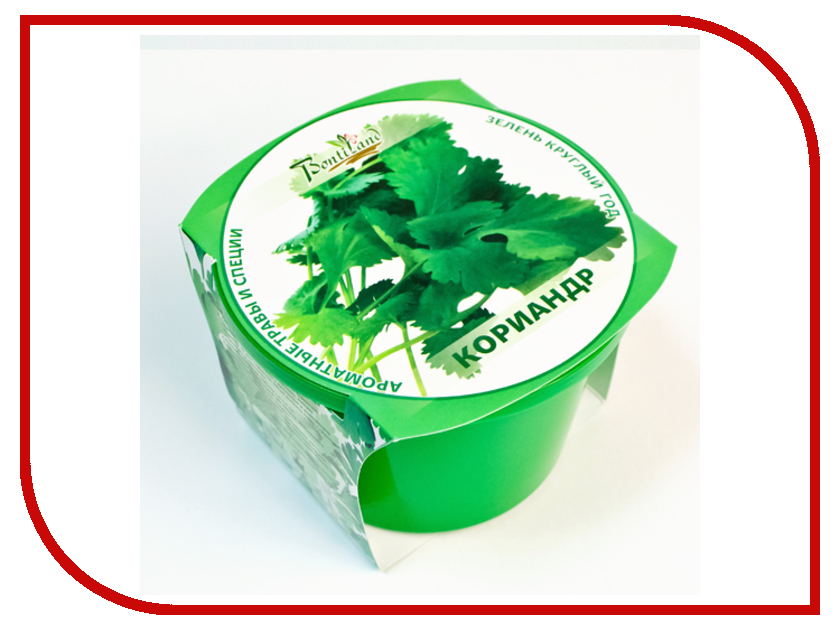 растение зеленое круглый год. искусственный шар самшит 30см. растение зеленое круглый год. самшит мелколистный фолкнер. кохия летний кипарис.