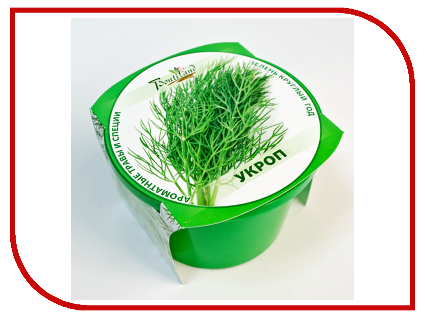 растение зеленое круглый год. туя шаровидная и самшит. самшит вечнозеленый искусственный. растение зеленое круглый год. самшит мелколистный buxus.