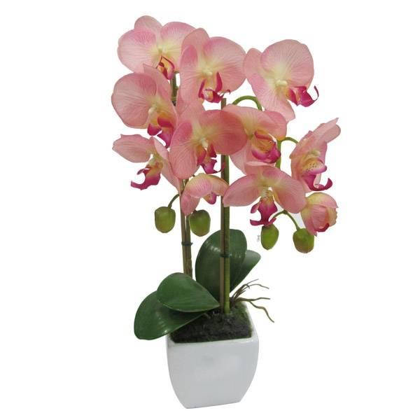 Купить орхидею с доставкой по россии