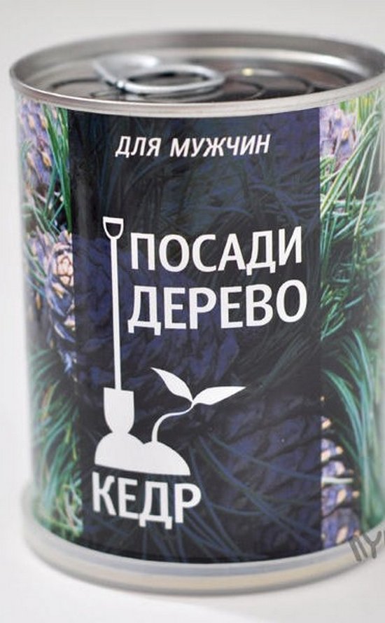Деревья Интернет Магазин Почтой